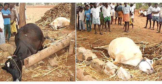 பழனி அருகே இடிதாக்கி இரண்டு பசுமாடுகள் பலி